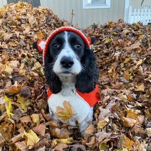 Meet your Posher, Izzy